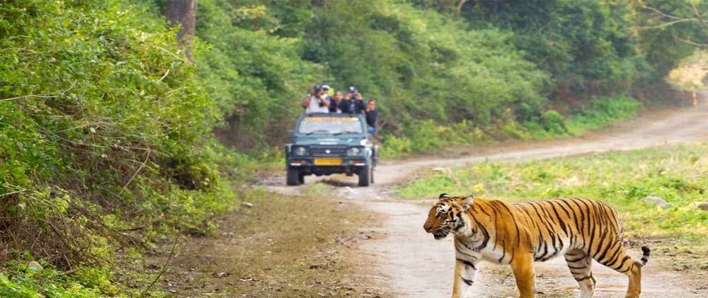 Jeep safari route through the open grasslands of Bijrani Zone, Jim Corbett National Park