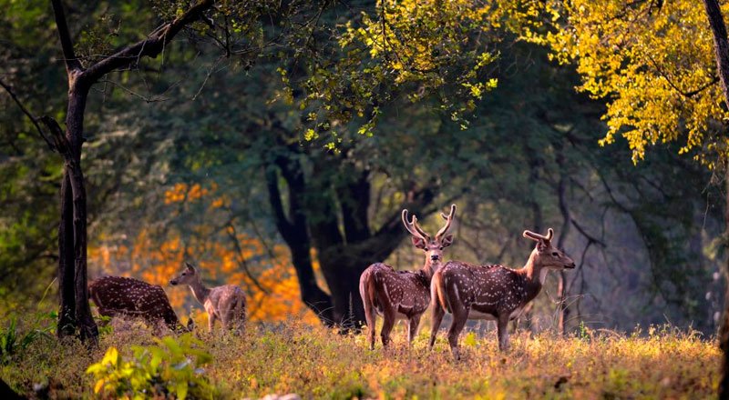 Jhirna Zone jeep safari through dry deciduous forest and grassland, Jim Corbett National Park