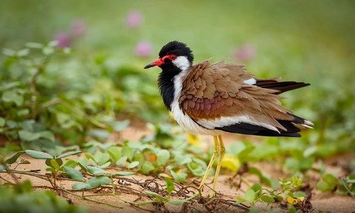Birdwatching in Sitabani zone, Corbett