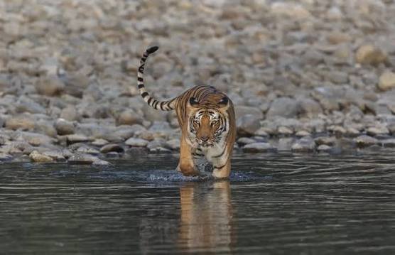 Tiger walking through water, photographed on a Jim Corbett wildlife photography tour