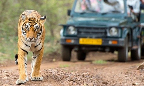 Sitabani forest trail near Ramganga river, Jim Corbett