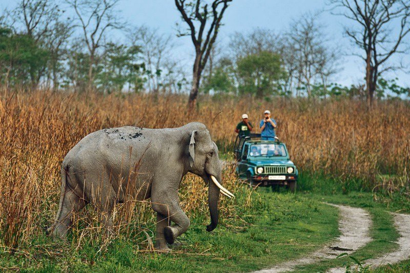 Wild elephant beside a safari jeep in the grasslands of Jim Corbett
