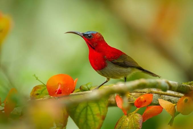 Brightly coloured songbird in Jim Corbett forest