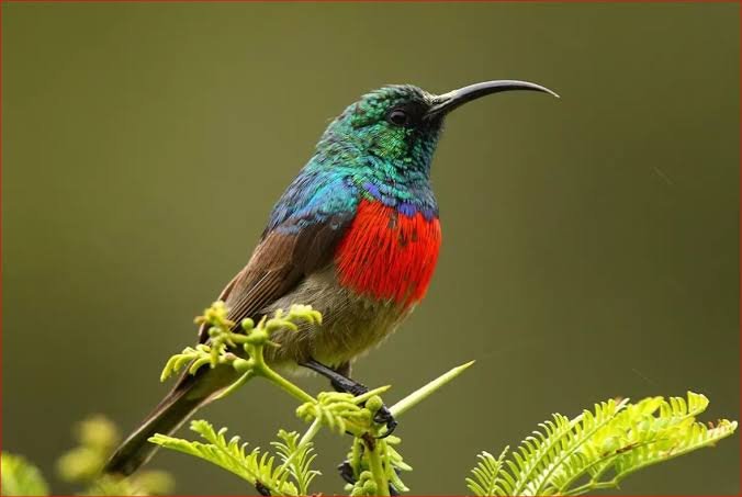 Sunbird photographed while birding in Jim Corbett