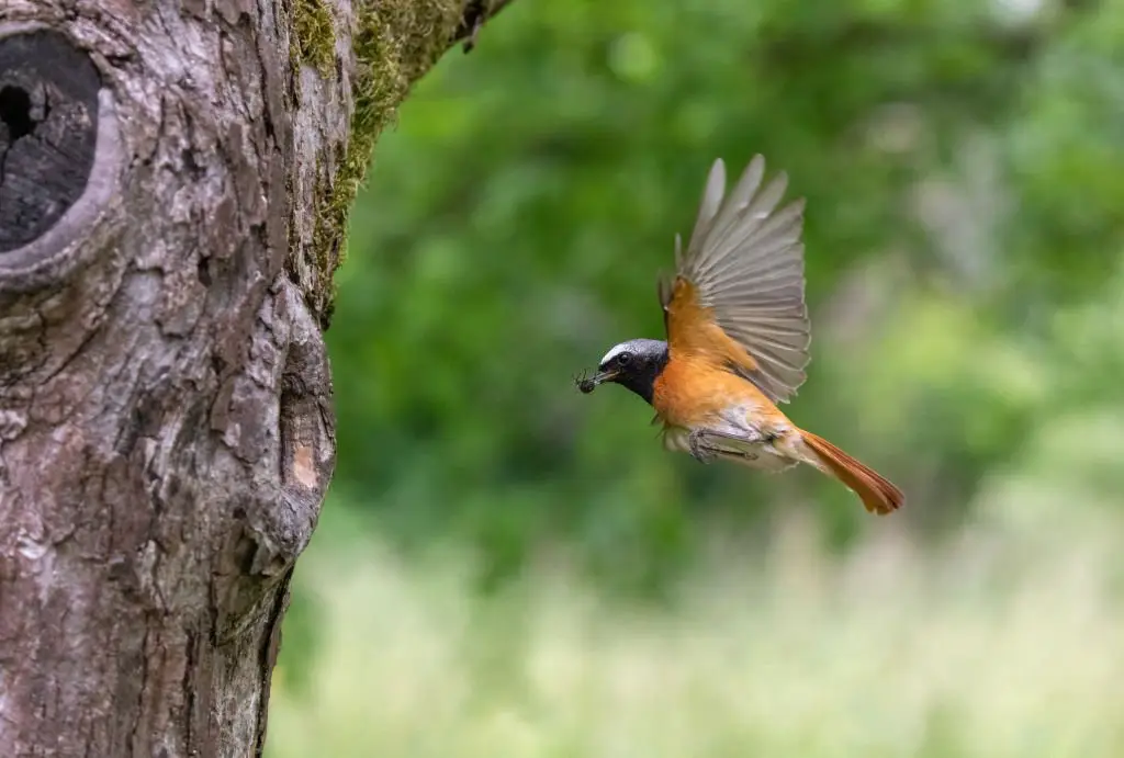 Forest bird perched on a branch in Jim Corbett