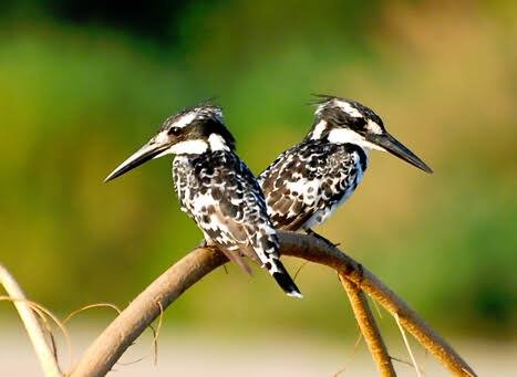 Pair of pied kingfishers in Jim Corbett National Park