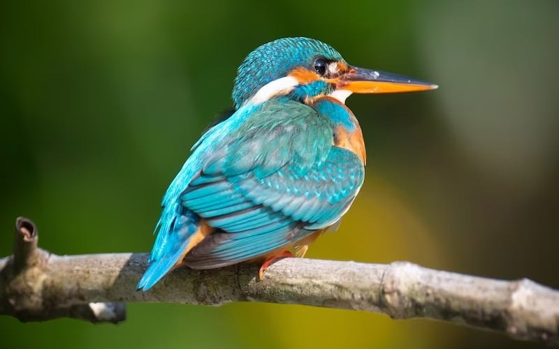 Kingfisher perched on a branch during birdwatching in Jim Corbett