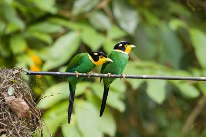 Green bee-eaters perched together in Jim Corbett