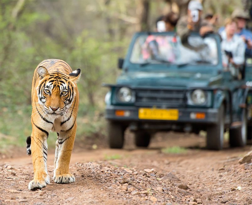 Tiger walking ahead of a safari jeep in Sitabani Zone