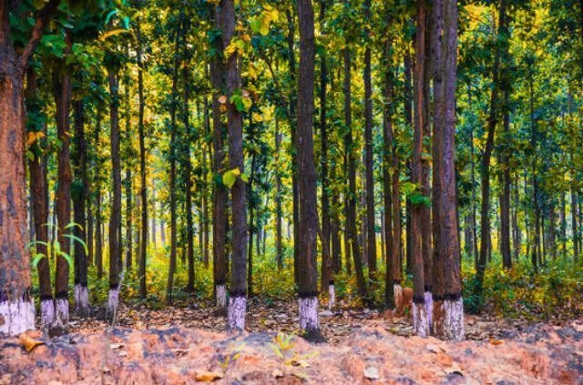 Sal forest in Dhela Zone, Jim Corbett